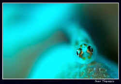 ...Goby... by Sven Tramaux 